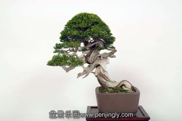 Niemeyer Bonsai Expo 2013 077.jpg