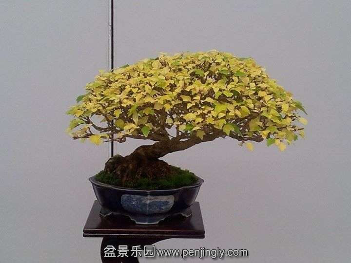 Shuga Ten 01-11-2013 003.jpg