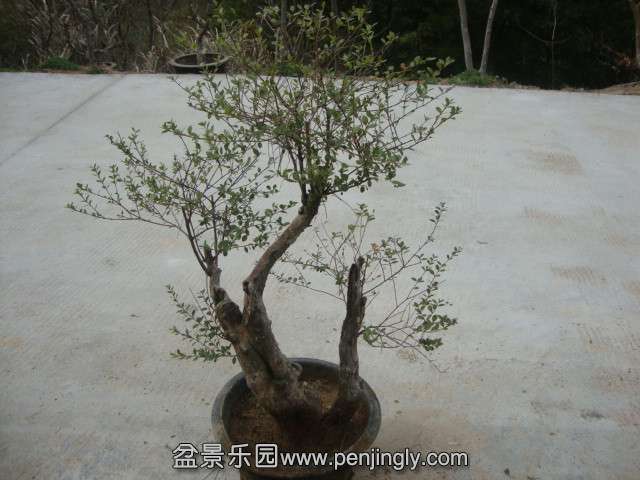 DSC02170_.jpg