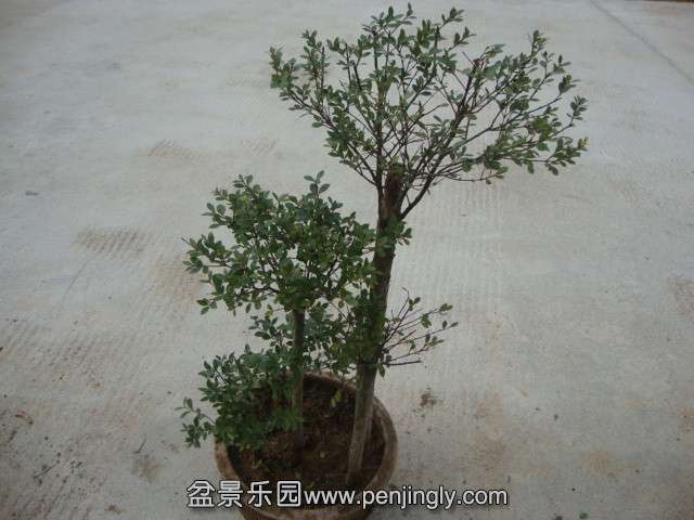 DSC02175_.jpg