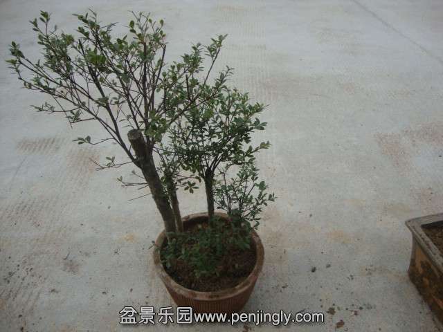 DSC02177_.jpg