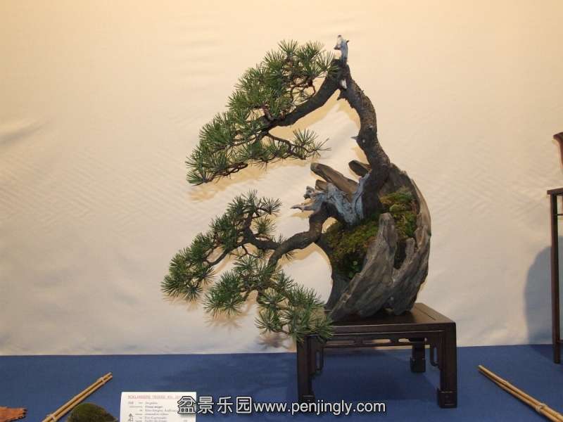Noelanders Trophy XIV 2013 19-01-2013 405.jpg