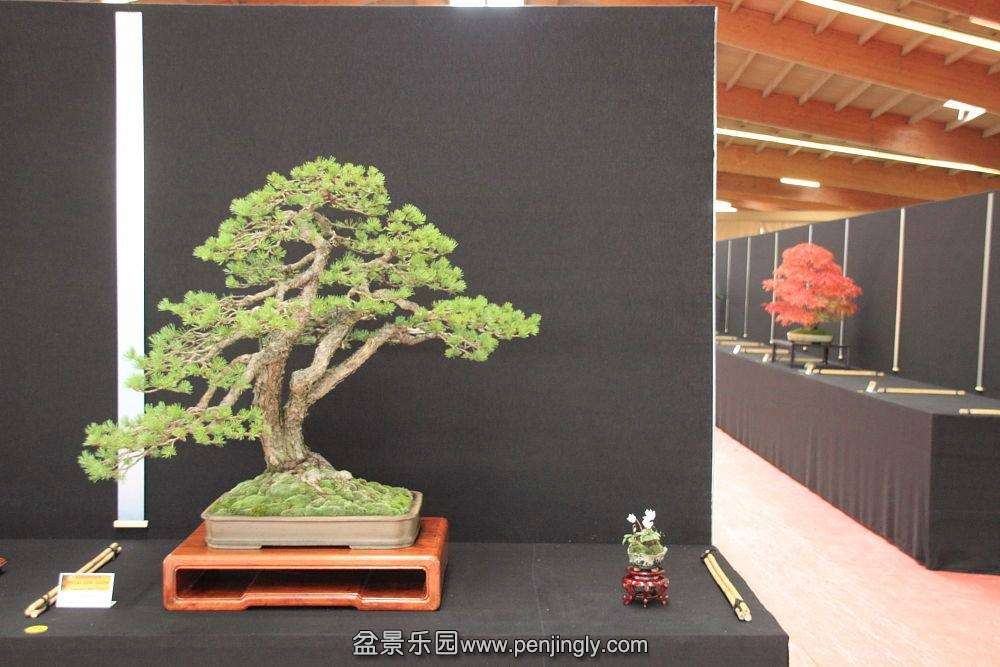 European Bonsai-San Show Saulieu 2013 001.jpg