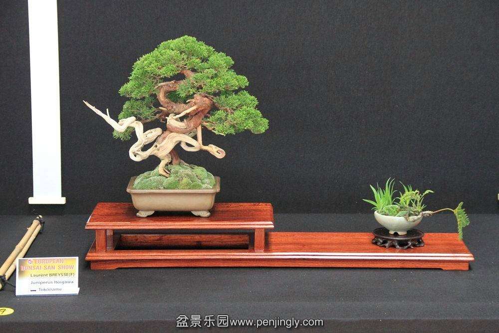 European Bonsai-San Show Saulieu 2013 002.jpg