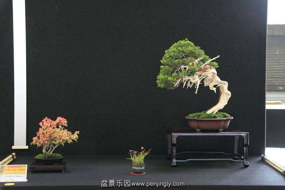 European Bonsai-San Show Saulieu 2013 003.jpg