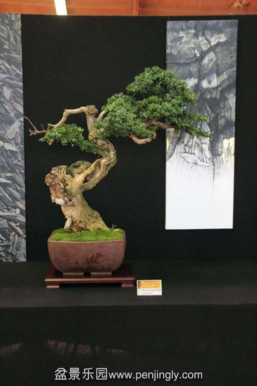 European Bonsai-San Show Saulieu 2013 03.jpg
