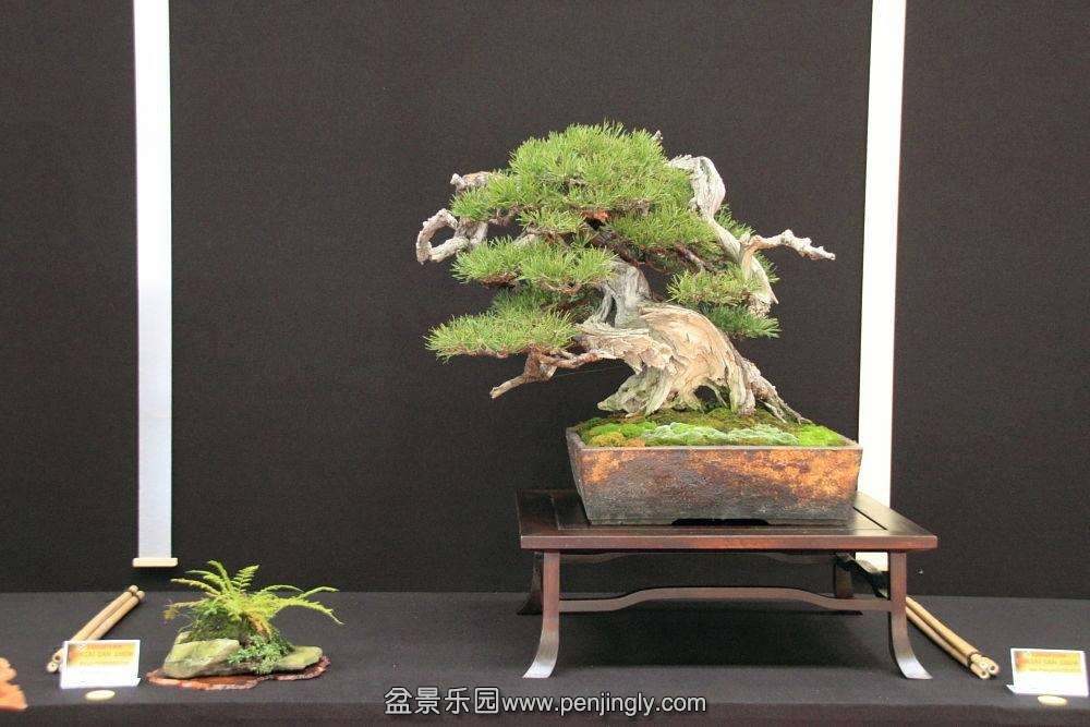 European Bonsai-San Show Saulieu 2013 006.jpg