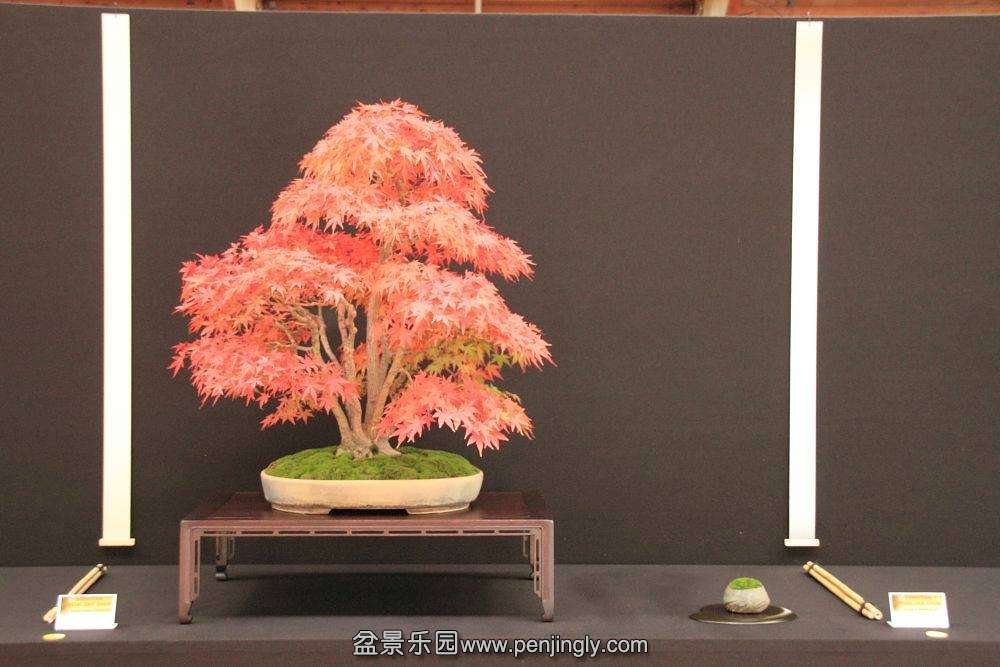 European Bonsai-San Show Saulieu 2013 008.jpg