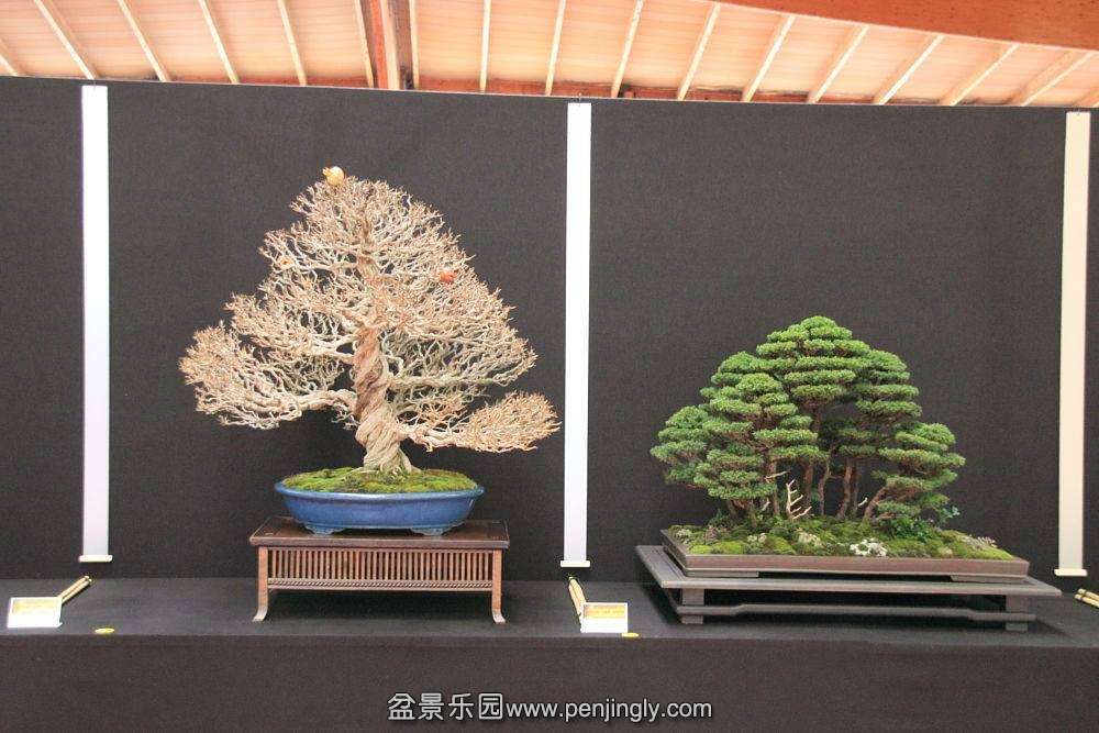 European Bonsai-San Show Saulieu 2013 009.jpg