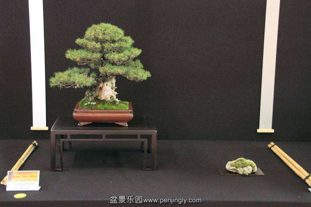 European Bonsai-San Show Saulieu 2013 012.jpg