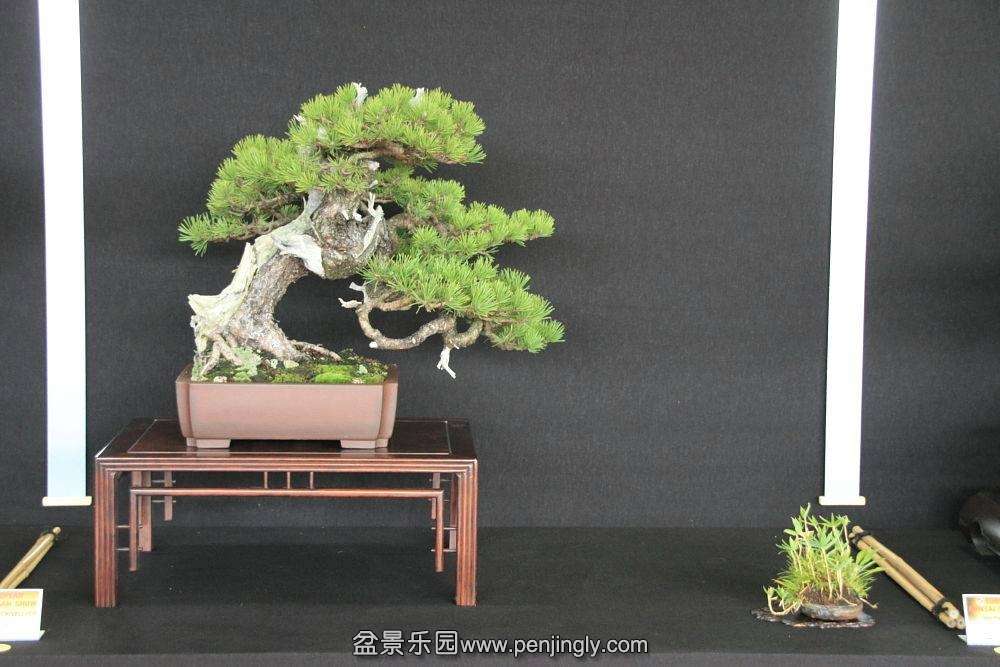European Bonsai-San Show Saulieu 2013 014.jpg