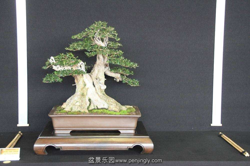 European Bonsai-San Show Saulieu 2013 015.jpg