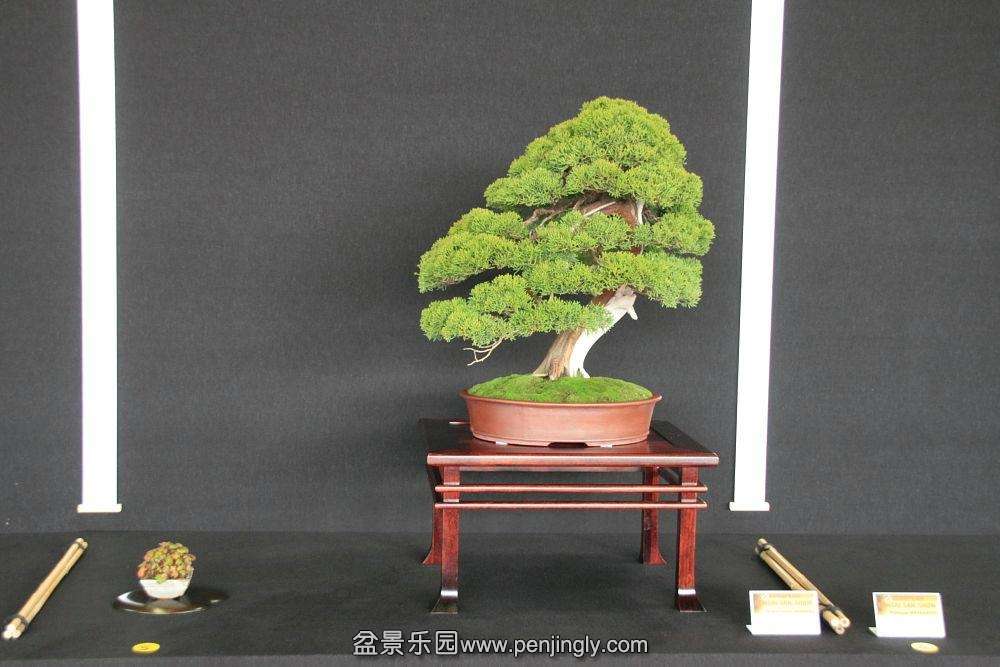 European Bonsai-San Show Saulieu 2013 016.jpg