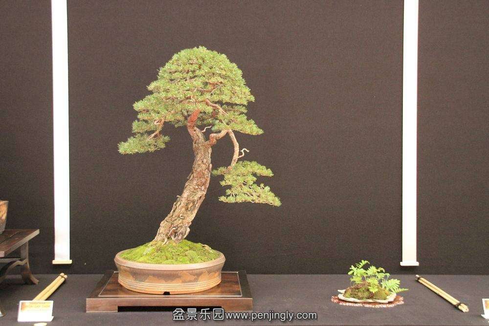 European Bonsai-San Show Saulieu 2013 020.jpg