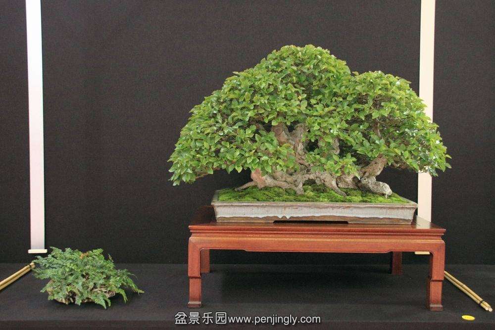 European Bonsai-San Show Saulieu 2013 022.jpg