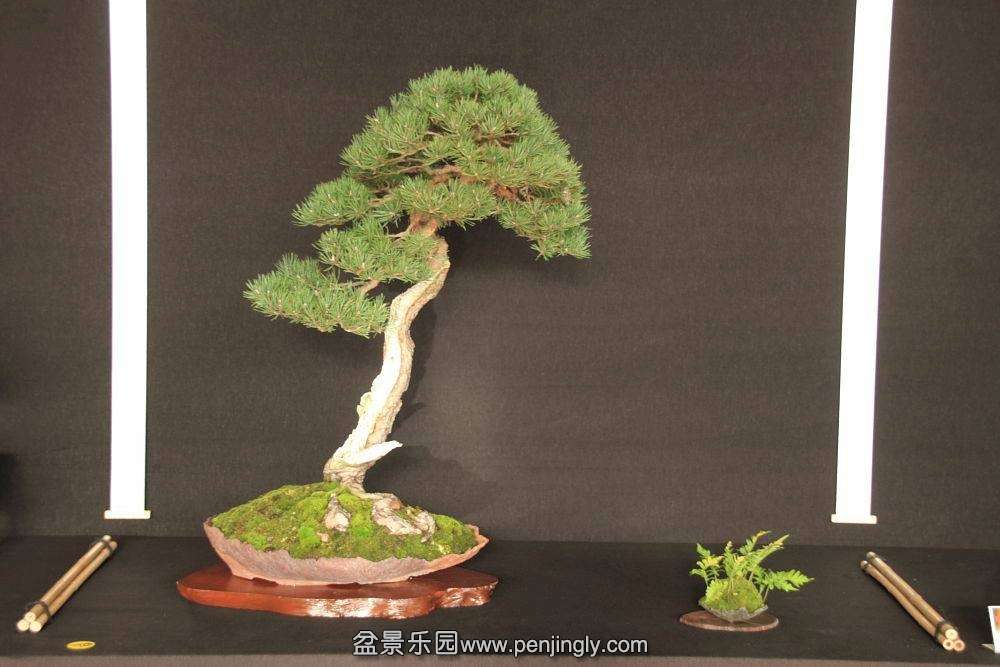 European Bonsai-San Show Saulieu 2013 027.jpg