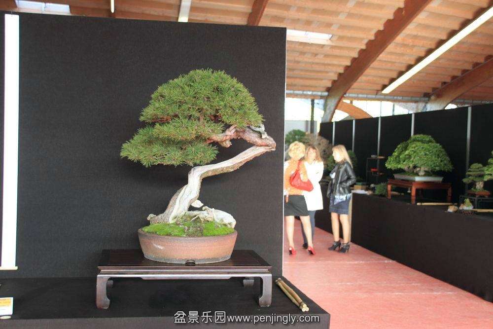 European Bonsai-San Show Saulieu 2013 028.jpg
