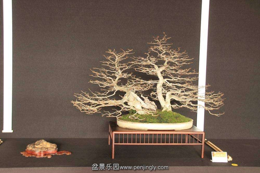 European Bonsai-San Show Saulieu 2013 029.jpg