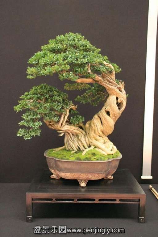 European Bonsai-San Show Saulieu 2013 030.jpg