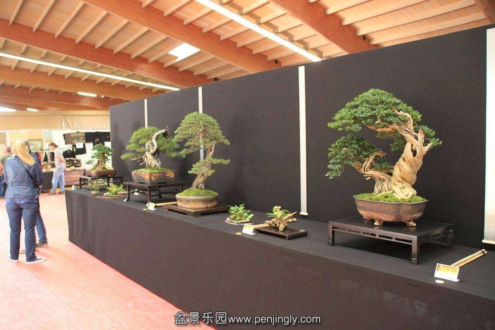European Bonsai-San Show Saulieu 2013 033.jpg