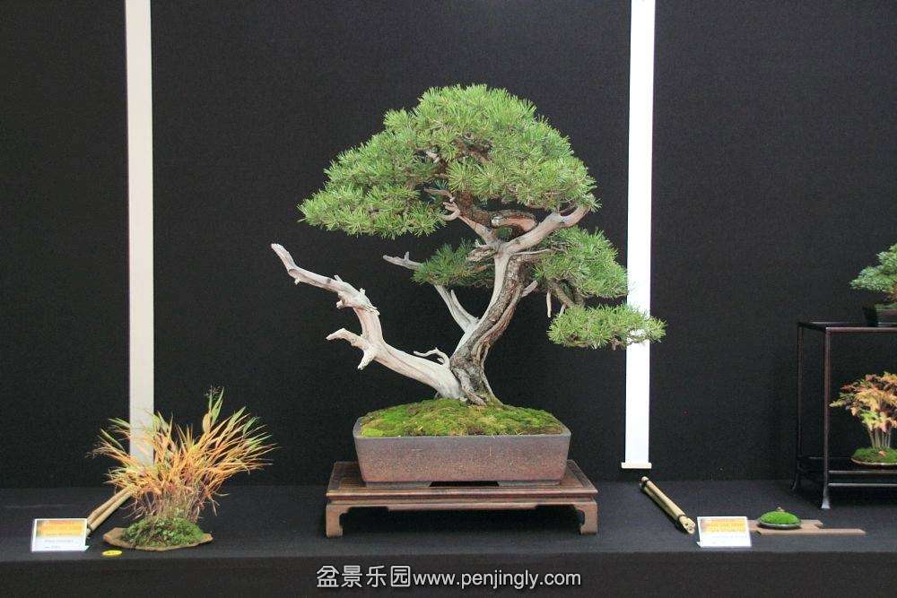 European Bonsai-San Show Saulieu 2013 034.jpg