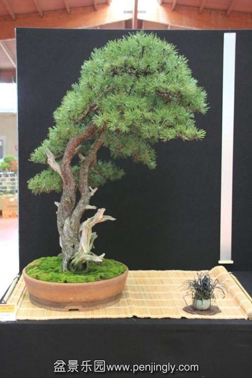 European Bonsai-San Show Saulieu 2013 035.jpg