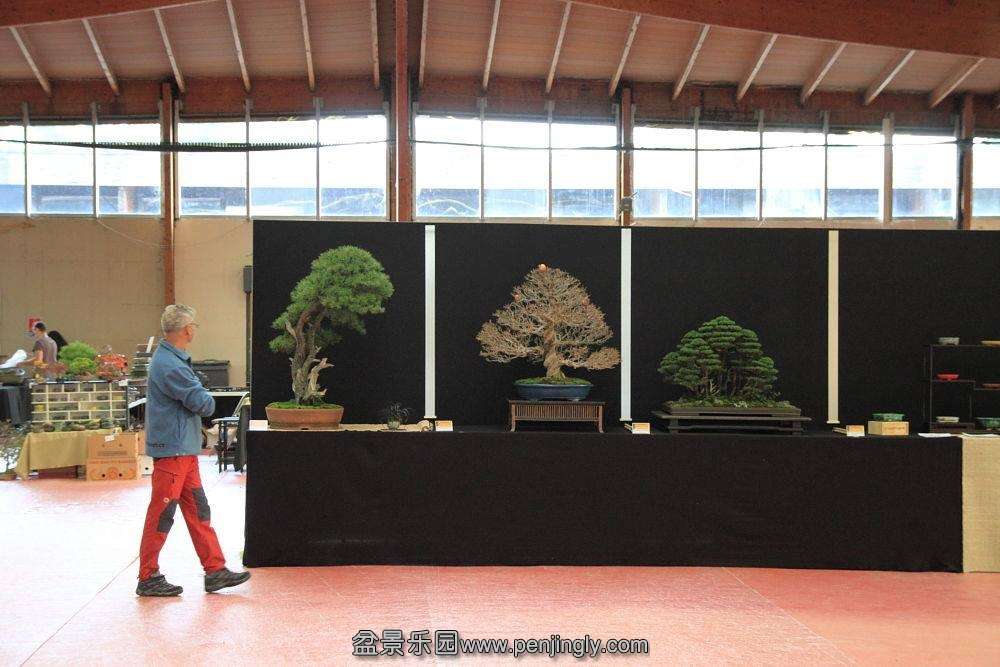 European Bonsai-San Show Saulieu 2013 036.jpg