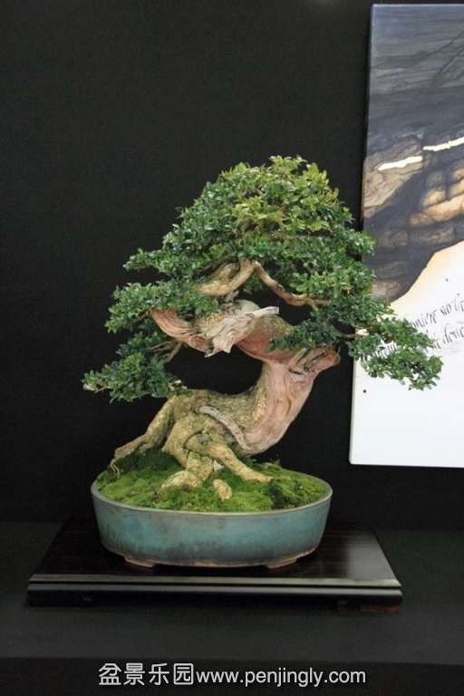 European Bonsai-San Show Saulieu 2013 038.jpg