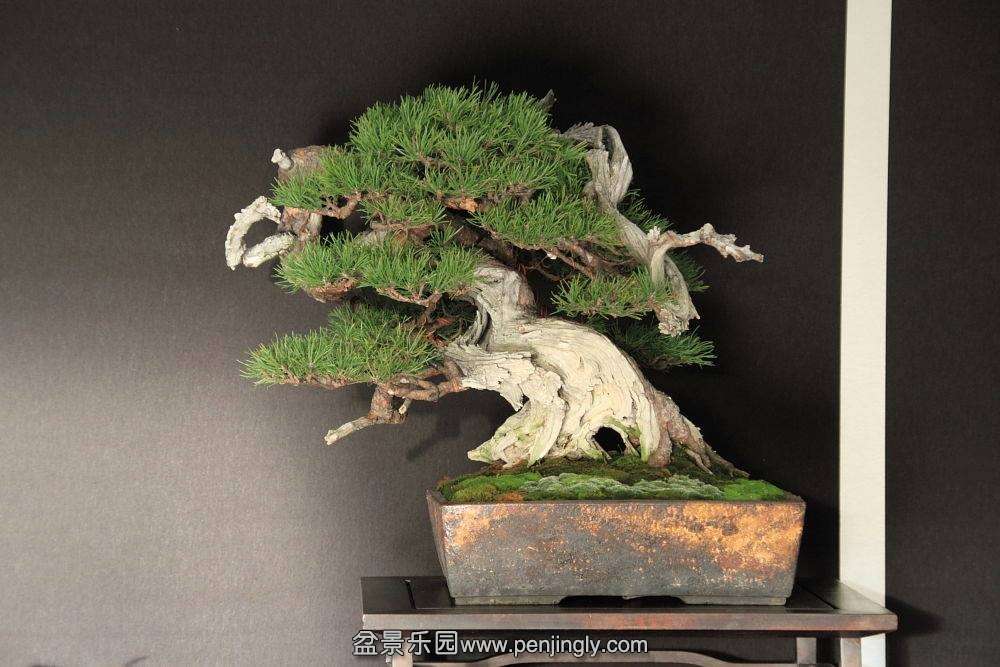 European Bonsai-San Show Saulieu 2013 042.jpg