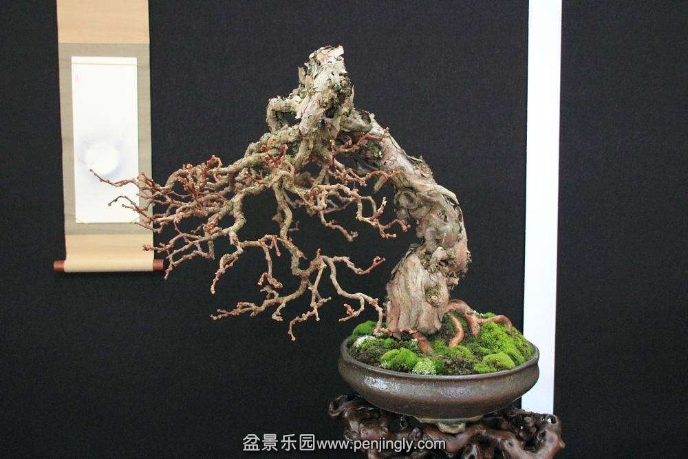 European Bonsai-San Show Saulieu 2013 044.jpg