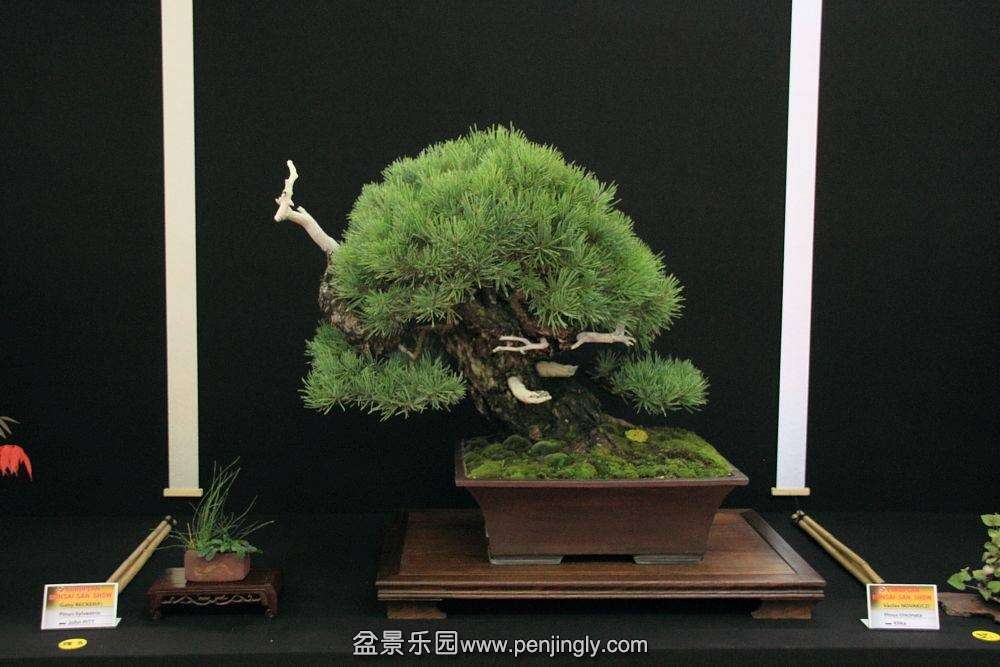 European Bonsai-San Show Saulieu 2013 045.jpg