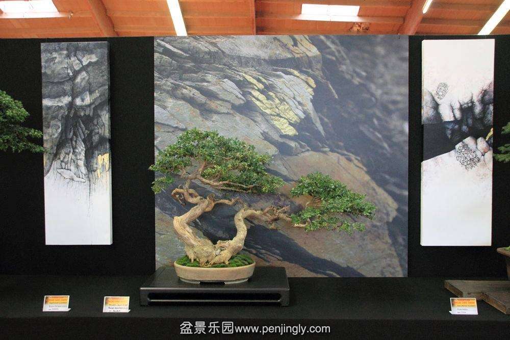 European Bonsai-San Show Saulieu 2013 046.jpg