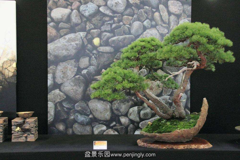 European Bonsai-San Show Saulieu 2013 050.jpg