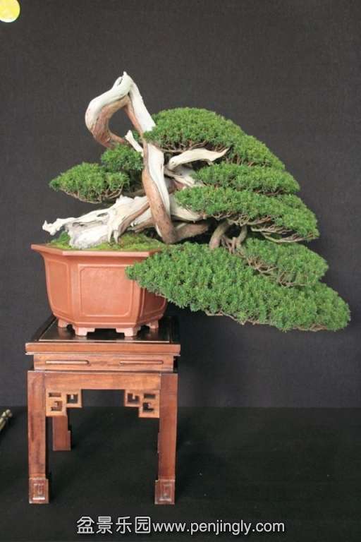 European Bonsai-San Show Saulieu 2013 055.jpg