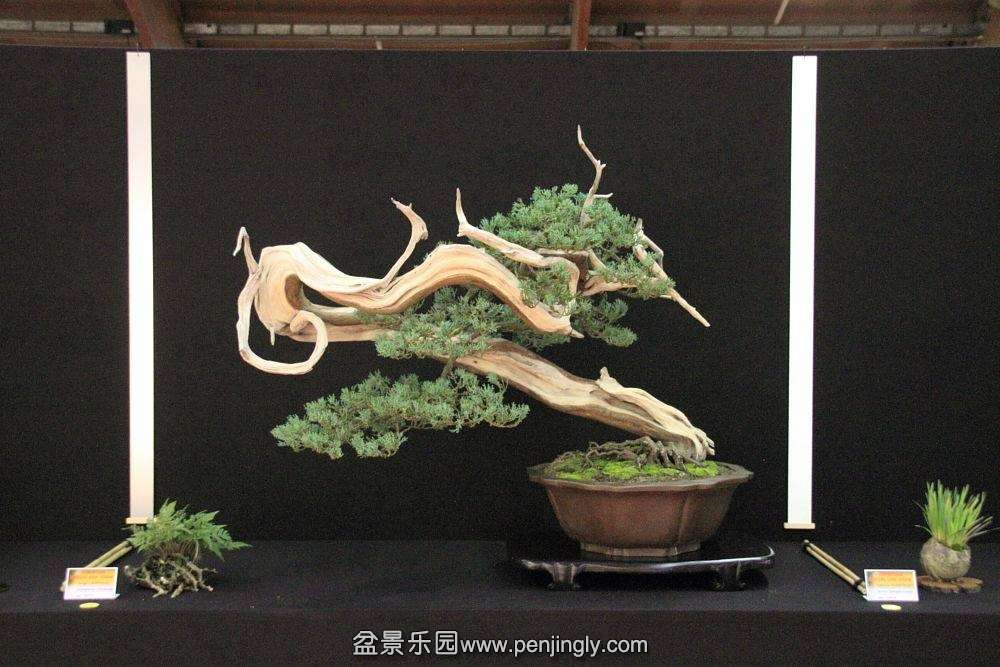 European Bonsai-San Show Saulieu 2013 056.jpg