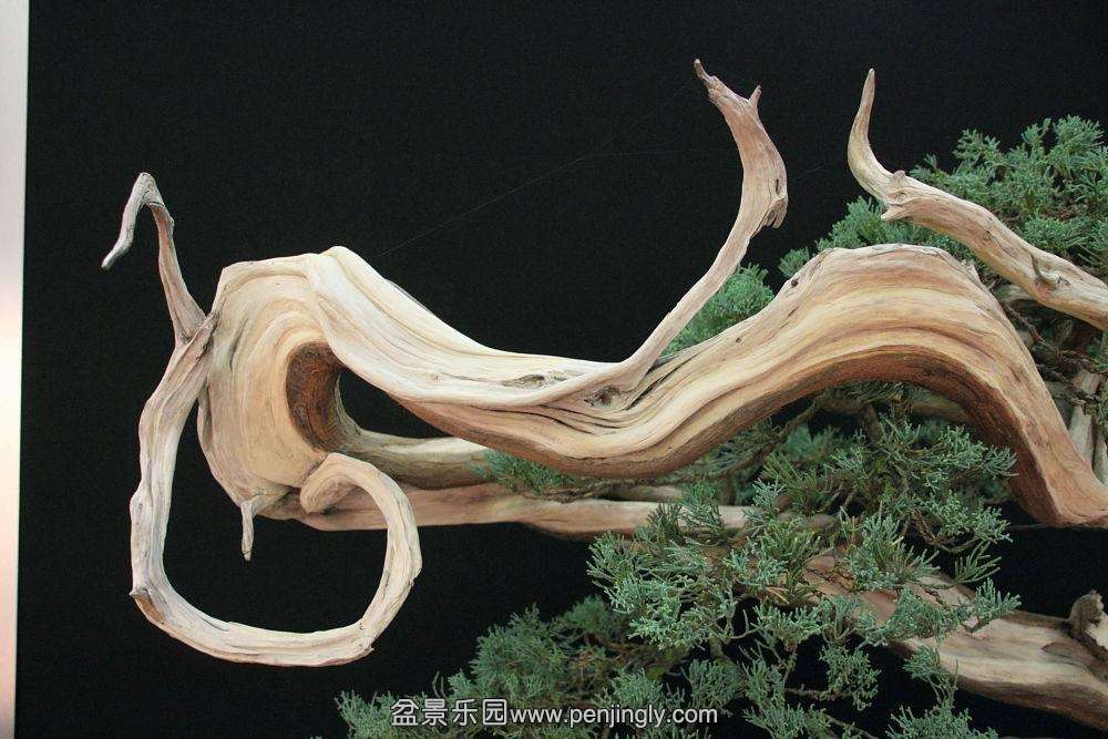 European Bonsai-San Show Saulieu 2013 057.jpg