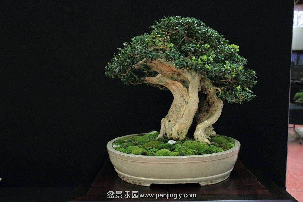 European Bonsai-San Show Saulieu 2013 058.jpg