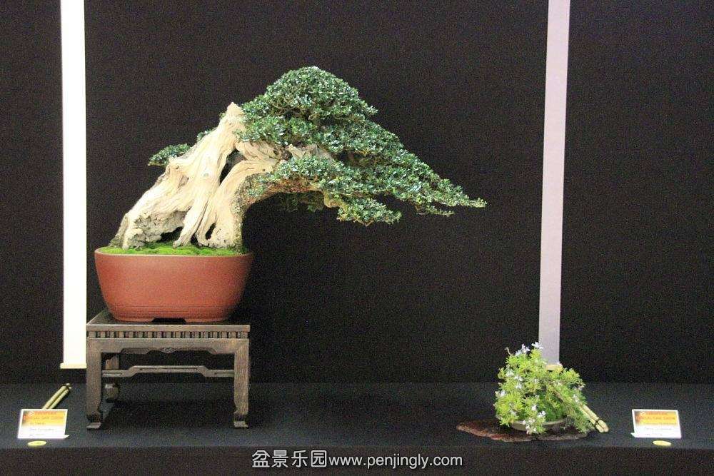 European Bonsai-San Show Saulieu 2013 059.jpg