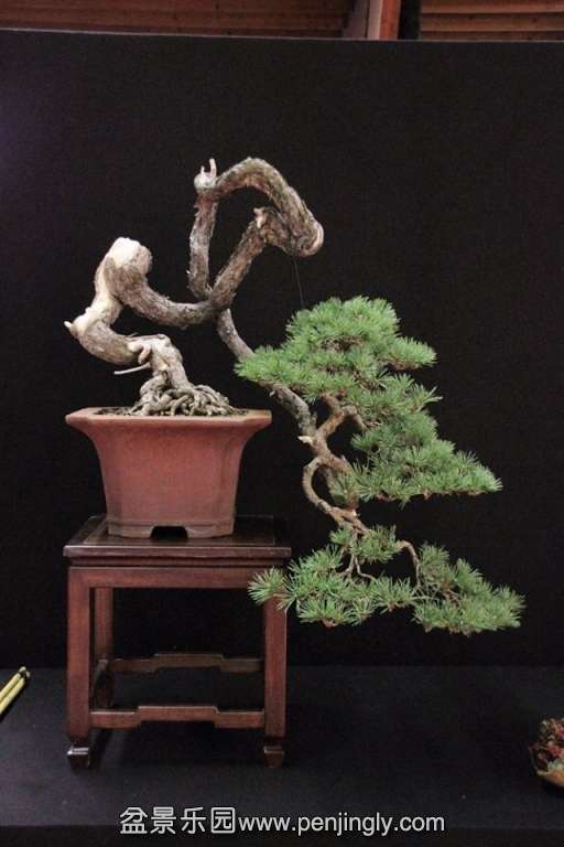 European Bonsai-San Show Saulieu 2013 060.jpg