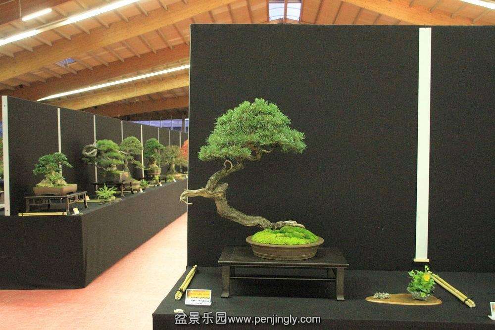 European Bonsai-San Show Saulieu 2013 064.jpg