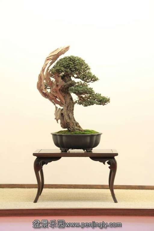 European Bonsai-San Show Saulieu 2013 074.jpg
