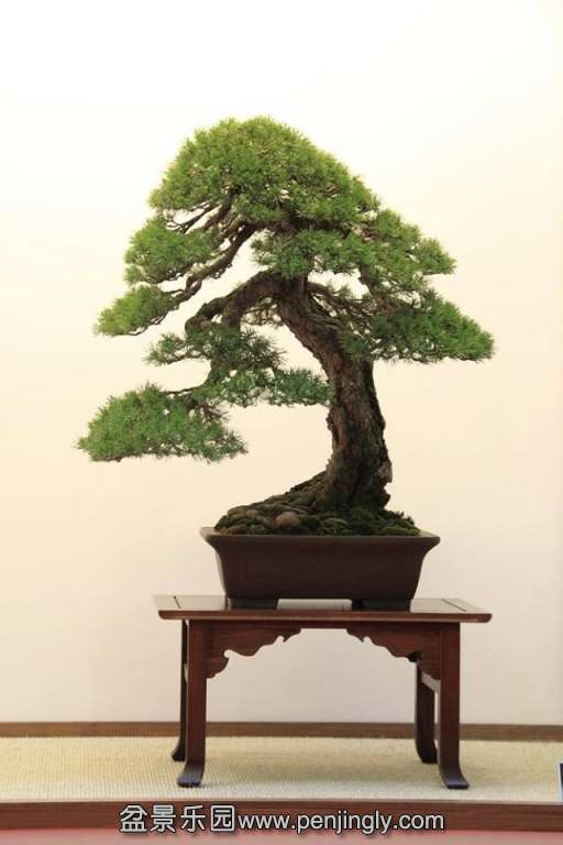 European Bonsai-San Show Saulieu 2013 075.jpg