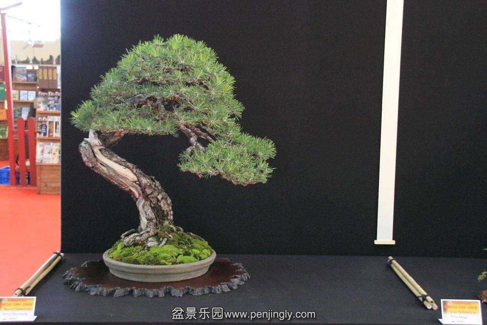European Bonsai-San Show Saulieu 2013 077.jpg