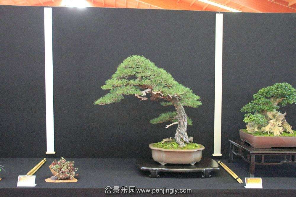 European Bonsai-San Show Saulieu 2013 081.jpg