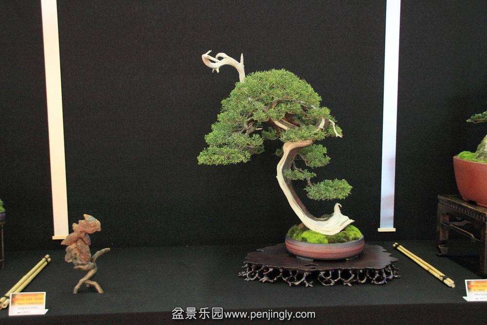 European Bonsai-San Show Saulieu 2013 083.jpg