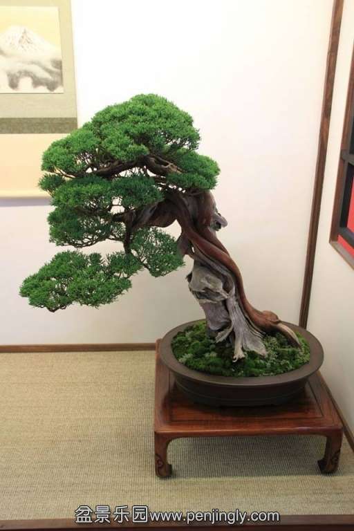 European Bonsai-San Show Saulieu 2013 085.jpg
