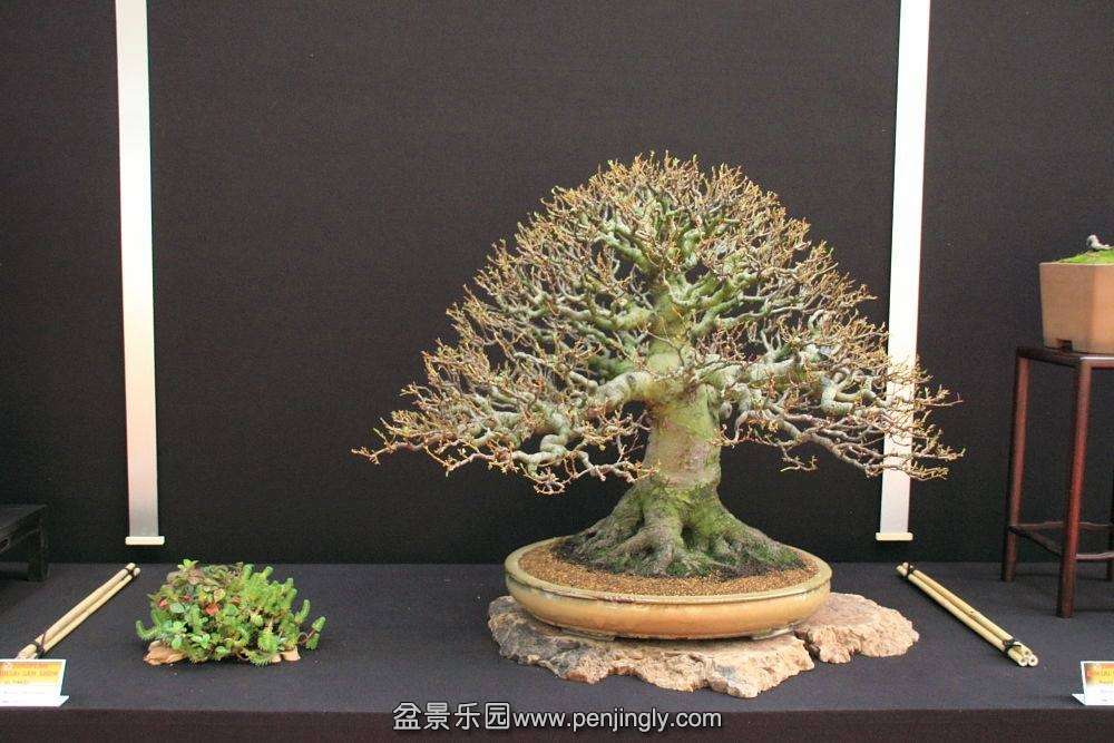 European Bonsai-San Show Saulieu 2013 088.jpg