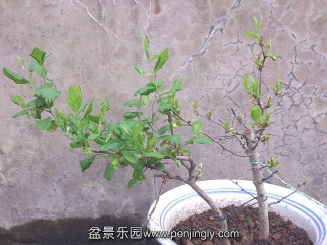 DSC_1258a.jpg
