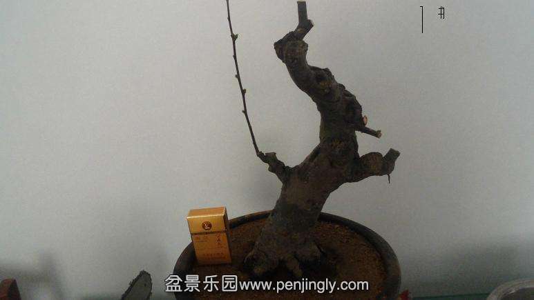 CIMG0425.JPG