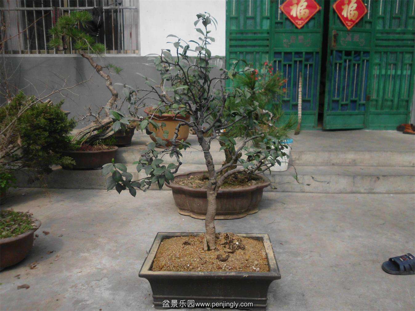 DSCI4379.JPG